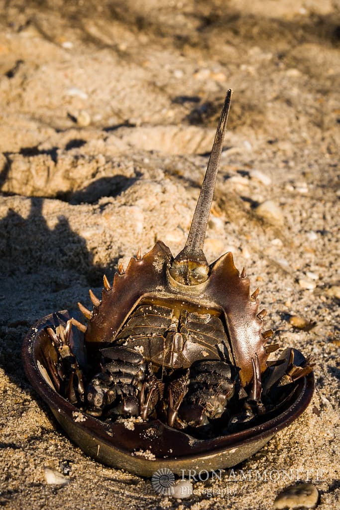 Stranded horseshoe crab