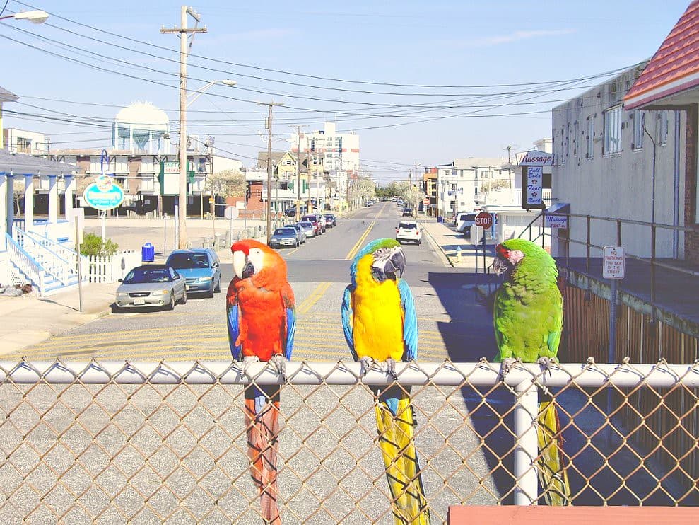 Three Birds on a Boardwalk