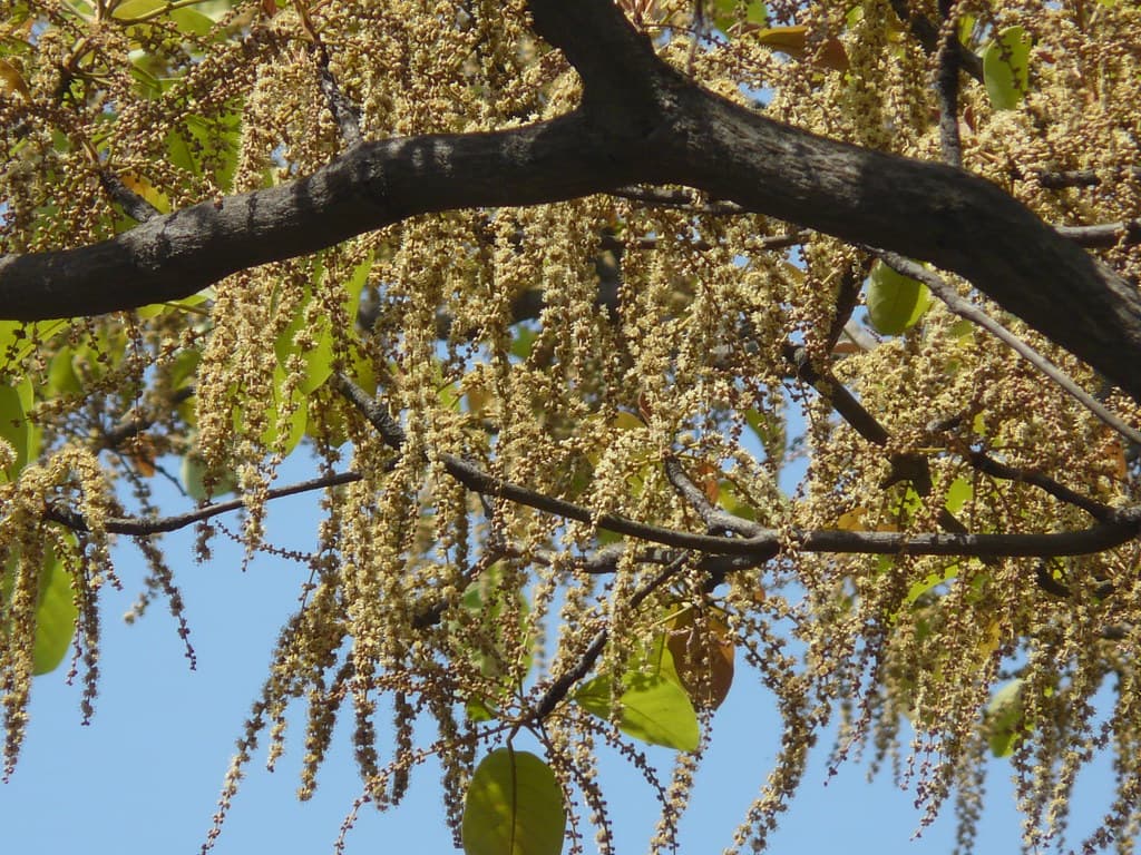 Vehala (Marathi: वेहळा)