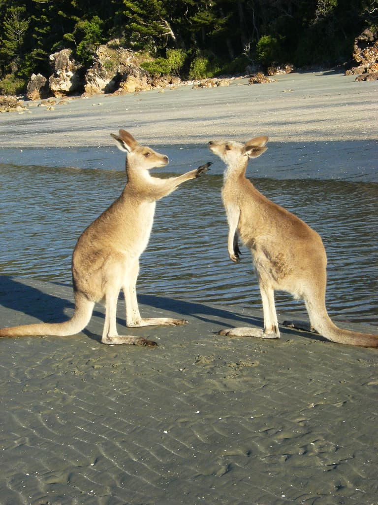 Känguru am Strand
