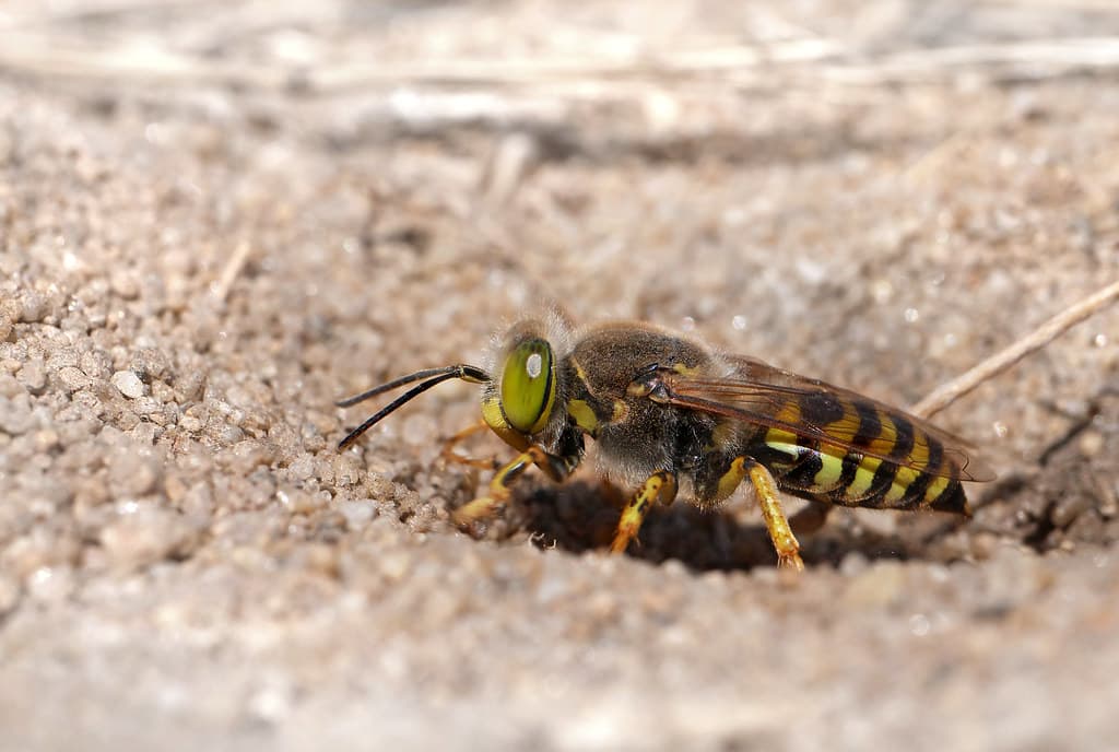 Sand wasp (Bembix rostrata), Fort du Loc'h, Guidel, Brittany, France