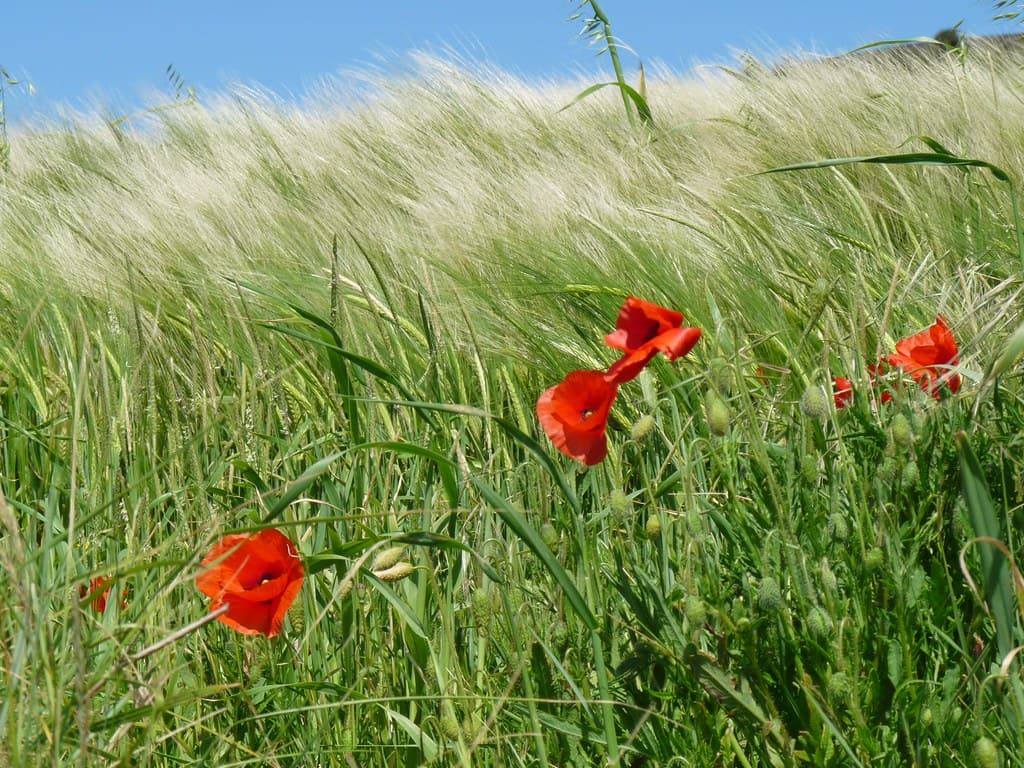 Country side
