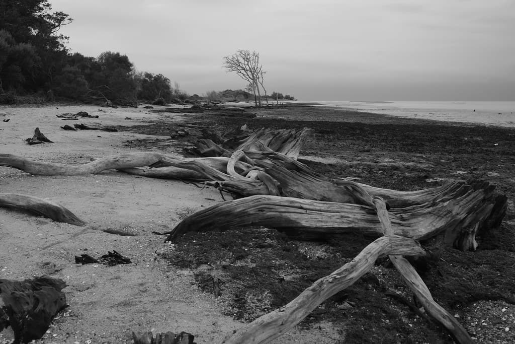 Driftwood at Mitchelville Park
