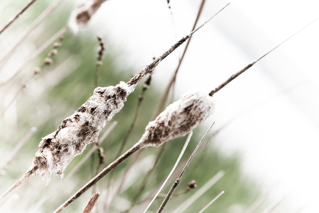 Cattails