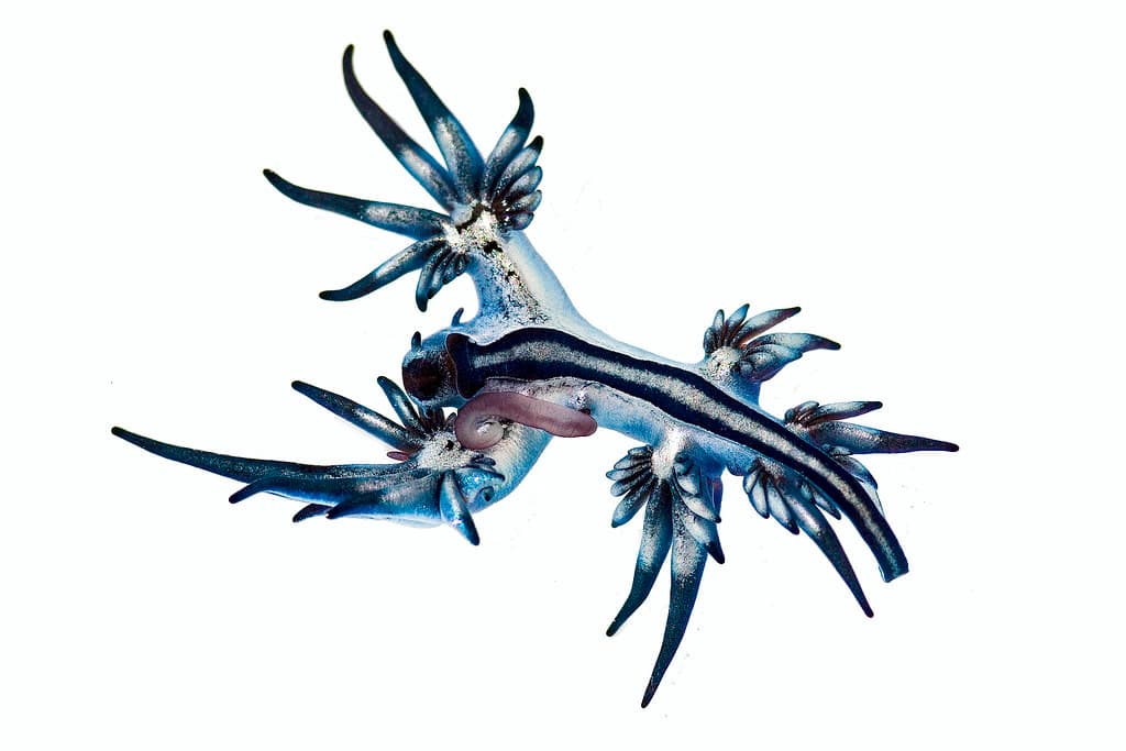 Nudibranch
