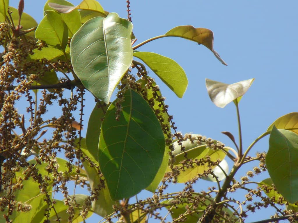 Thaanni (Malayalam: താന്നി)
