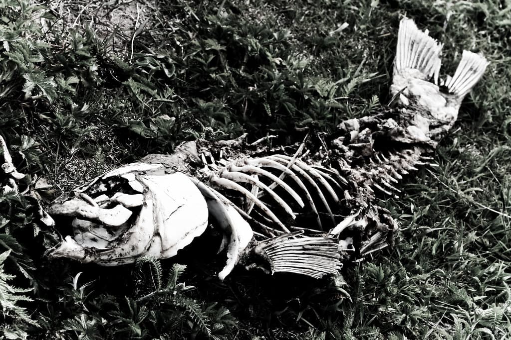 Fish Skeleton
