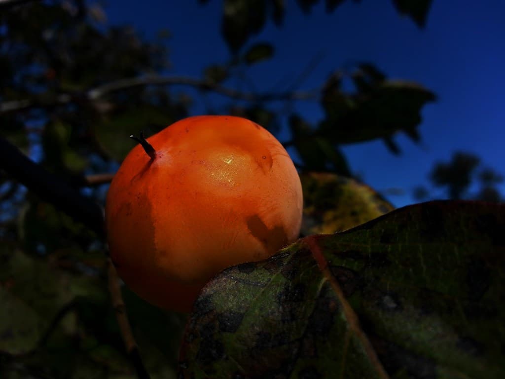 American Persimmon