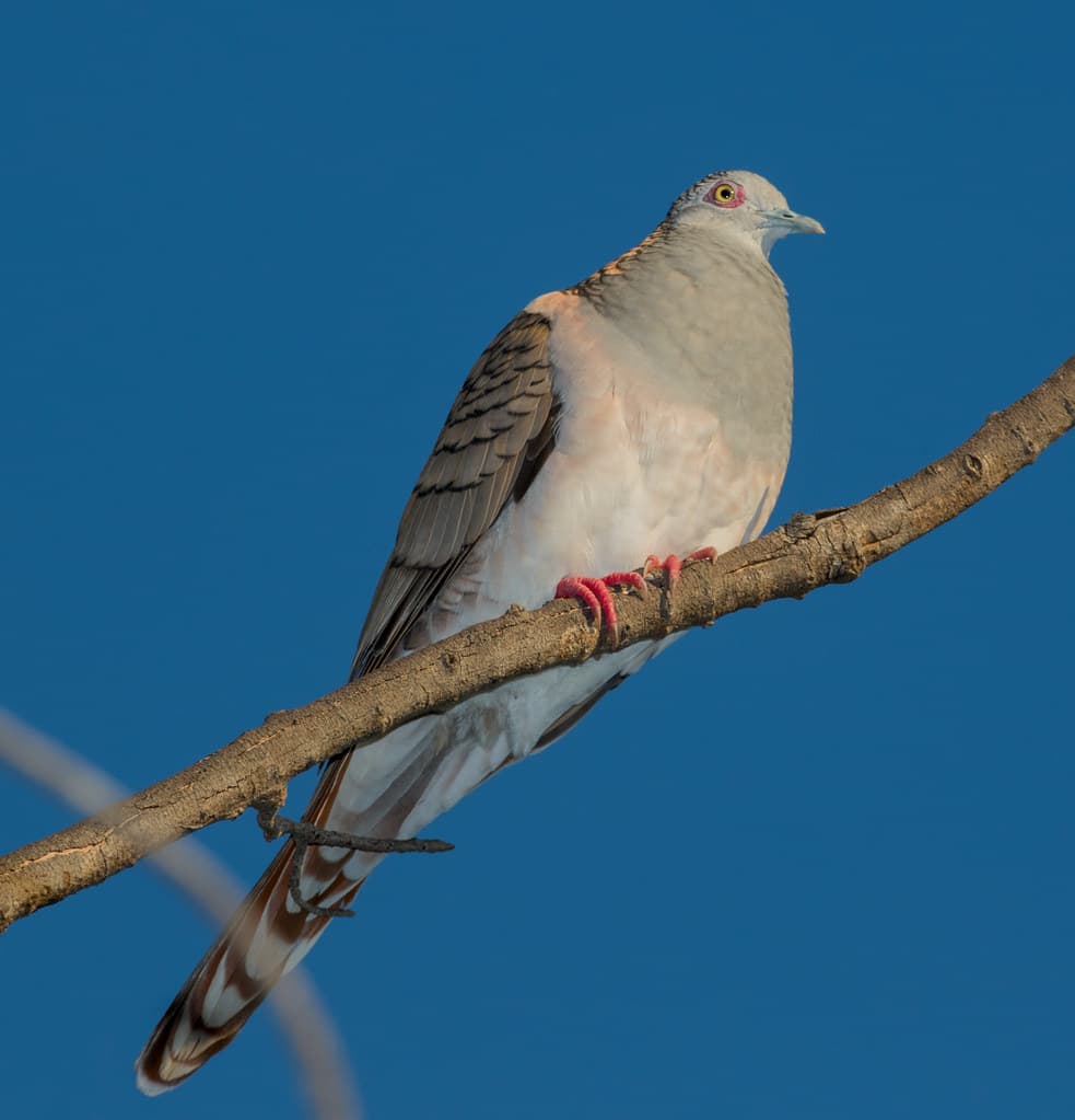 Bar-Shouldered Dove (Geopelia humeralis) (28 centimetres)