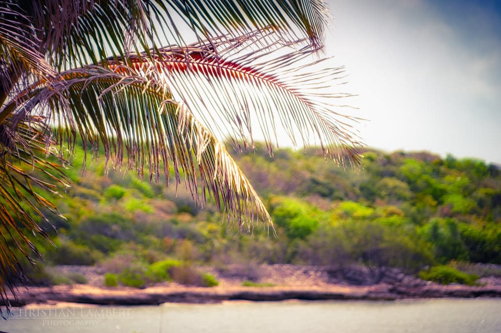 Gleaming Palms