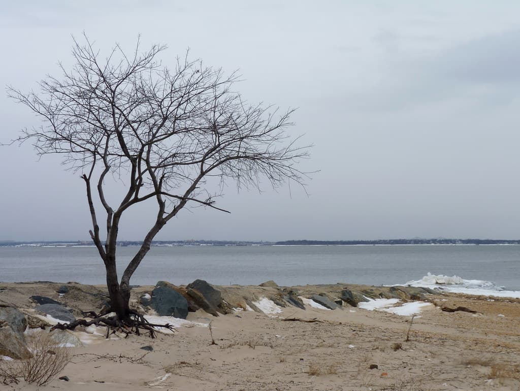 Tree against Raritan Bay