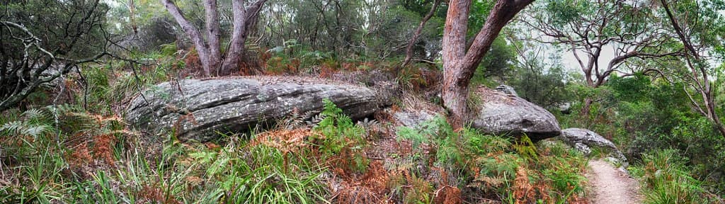 Wattamolla Bush Trail