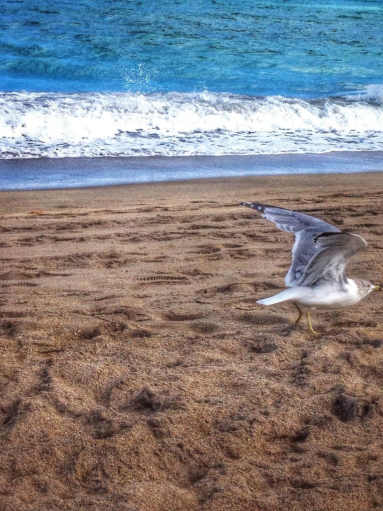 Jensen Sea Turtle Beach