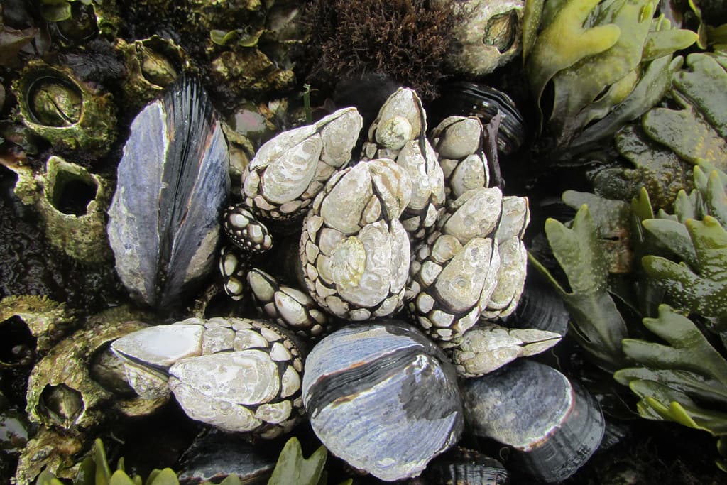 Barnacles and Mussels