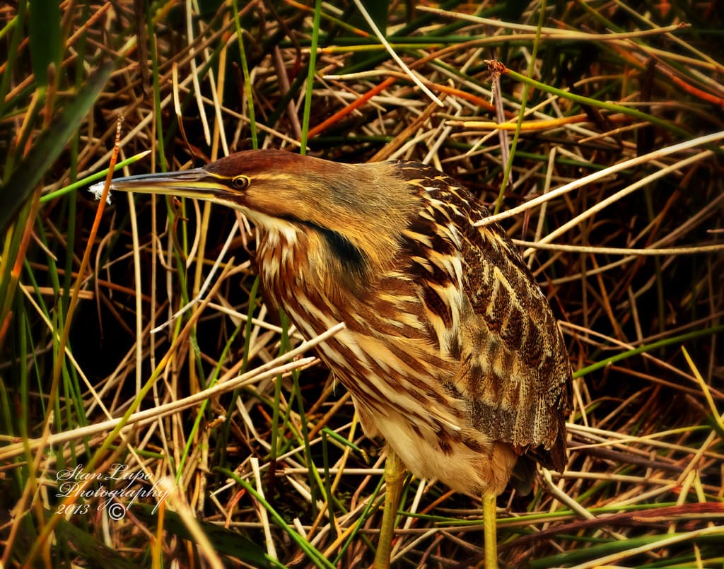 American Bittern