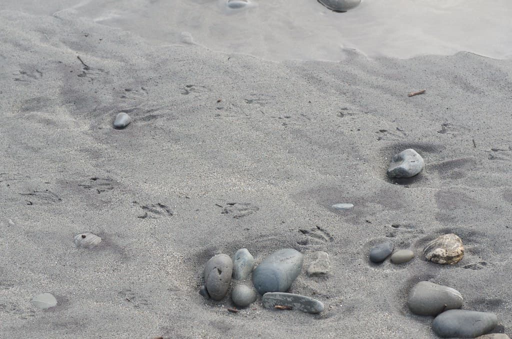 Paroa Beach — photo by Mollivan Jon