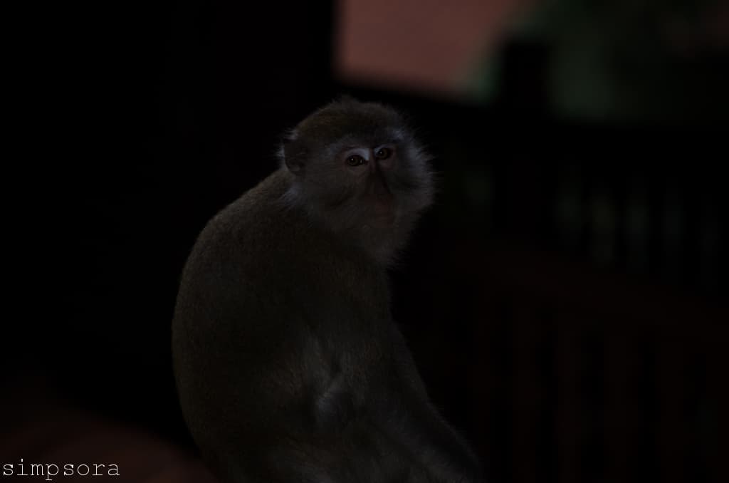Monkey 2