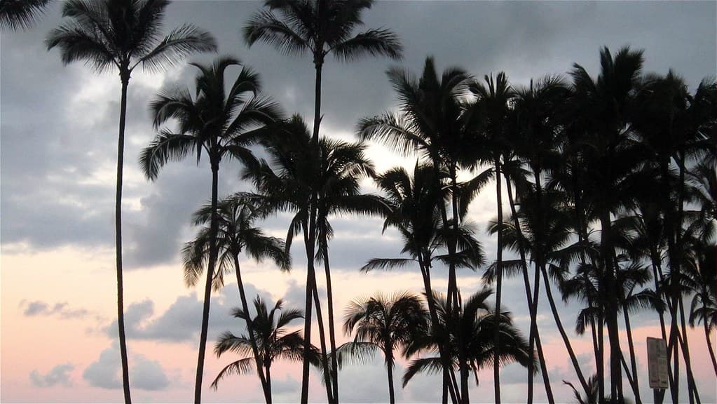 🎶 cue the Miami Vice theme music ―you know you hear it (now) 🎶