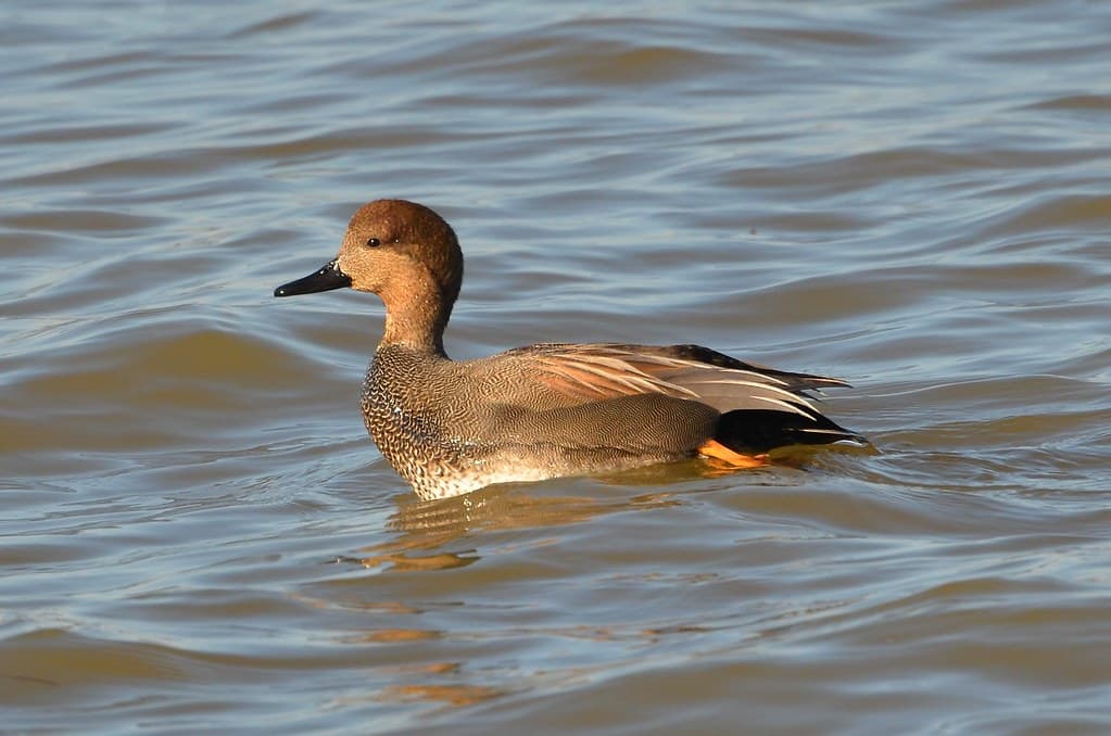 Gadwall, Virginia