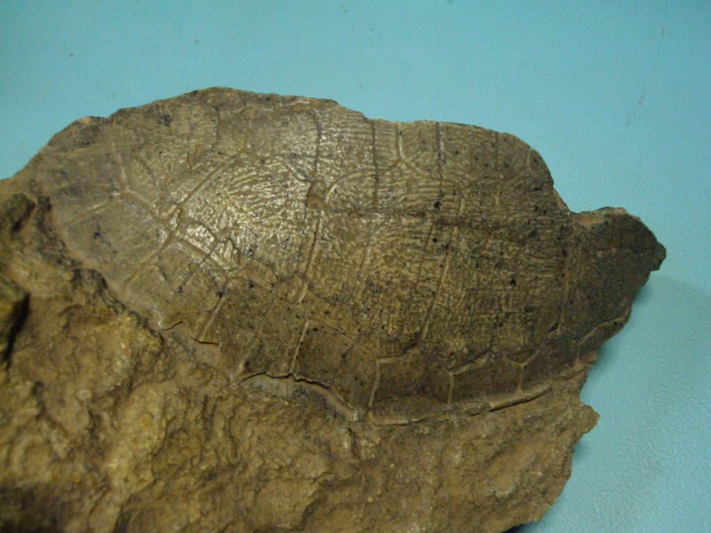 Riversleigh fossils in Mt Isa museum. Australian tortoise.