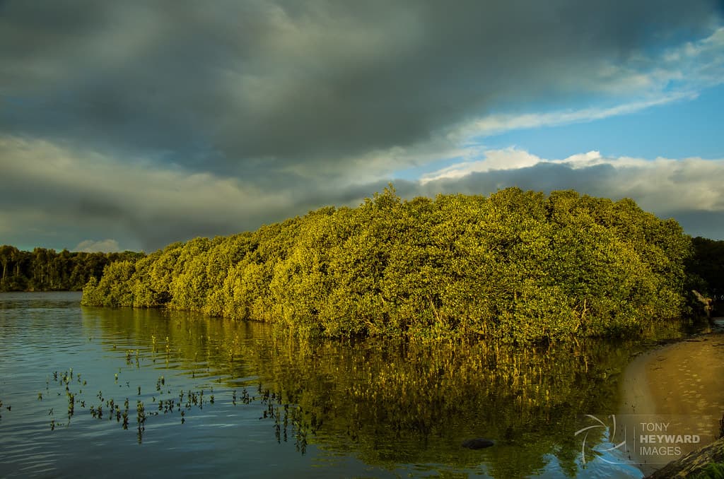 _IGP4395-Mangrove Island
