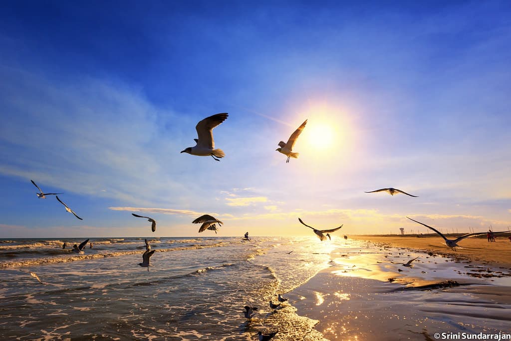 Galveston Island State Park Beach