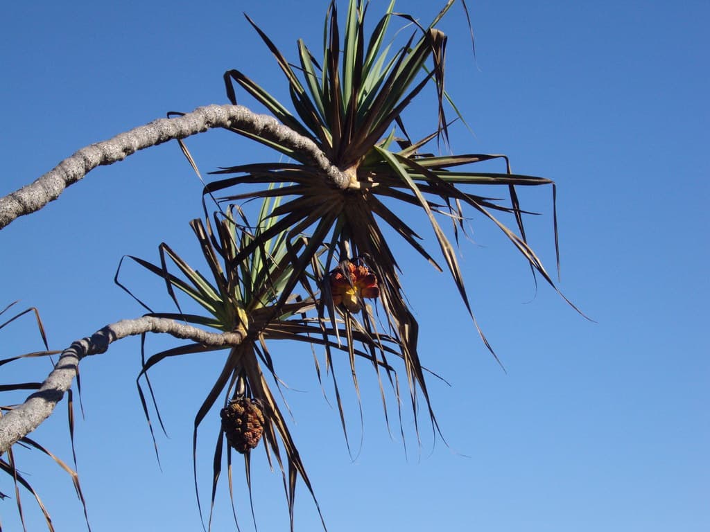 Cabbage Tree Harbour