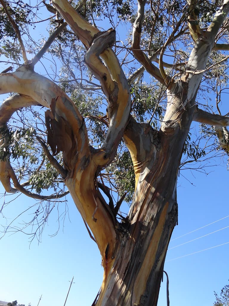 Strange tree, California, USA