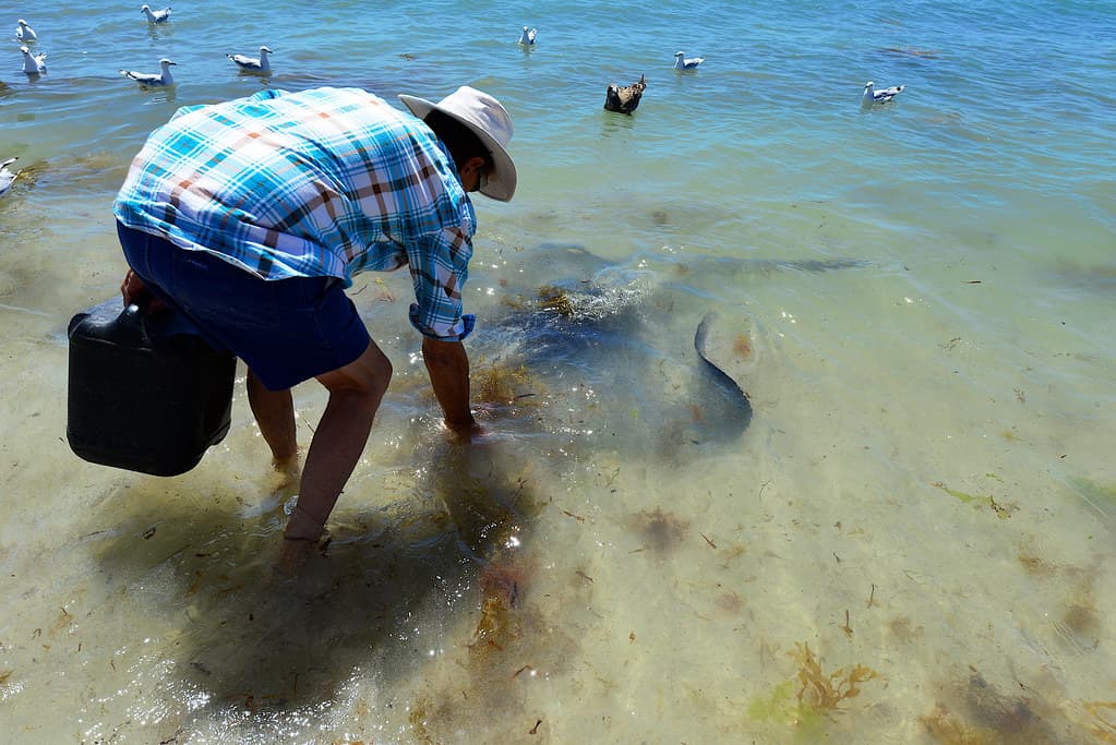 Hamelin Bay, Perth 2014!