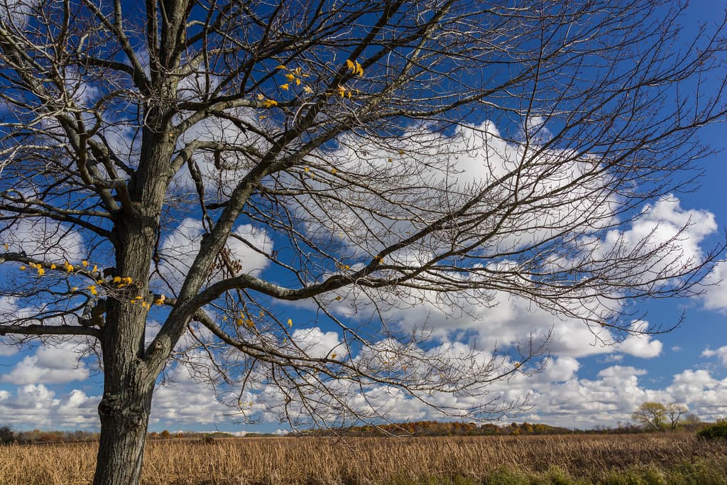 Crabtree Nature Preserve—Sony RX1