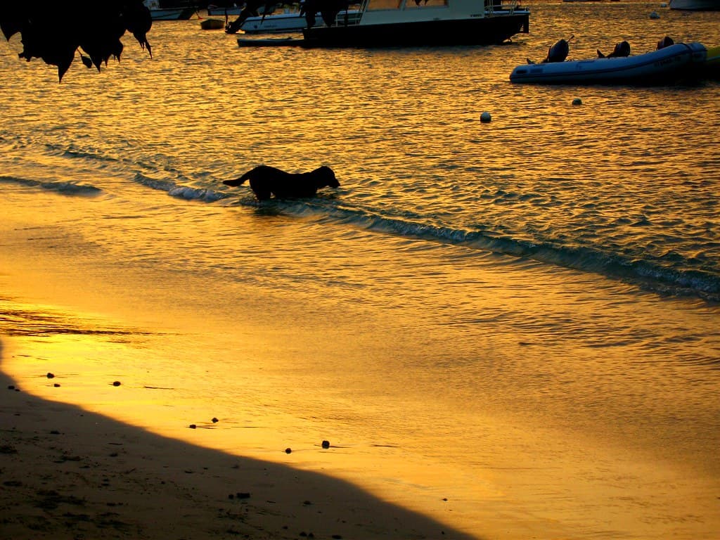 Dog Island Beach