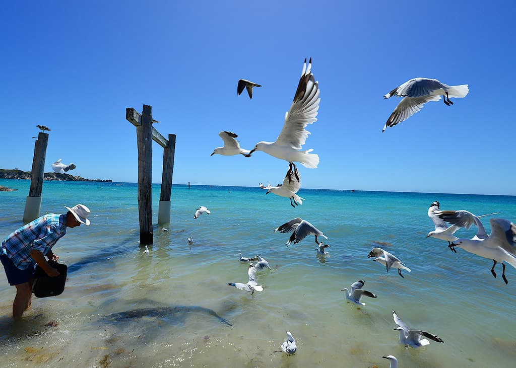 Hamelin Bay, Perth 2014!