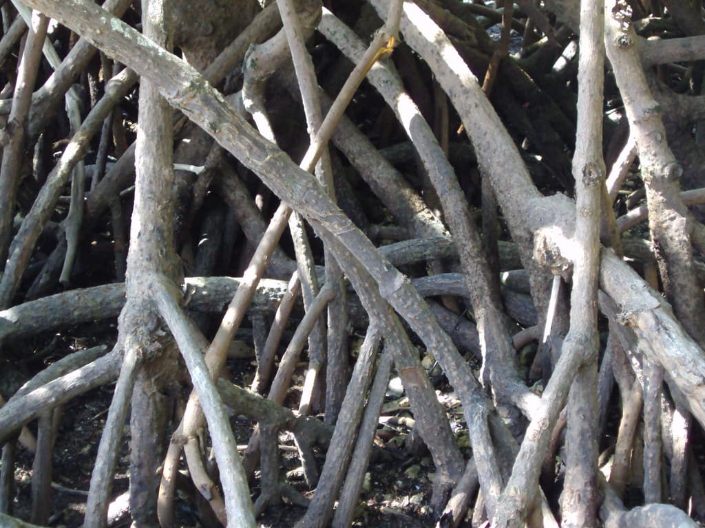 Mangrove roots on the beach at Cape Tribulation in the Daintree National Park Queensland.