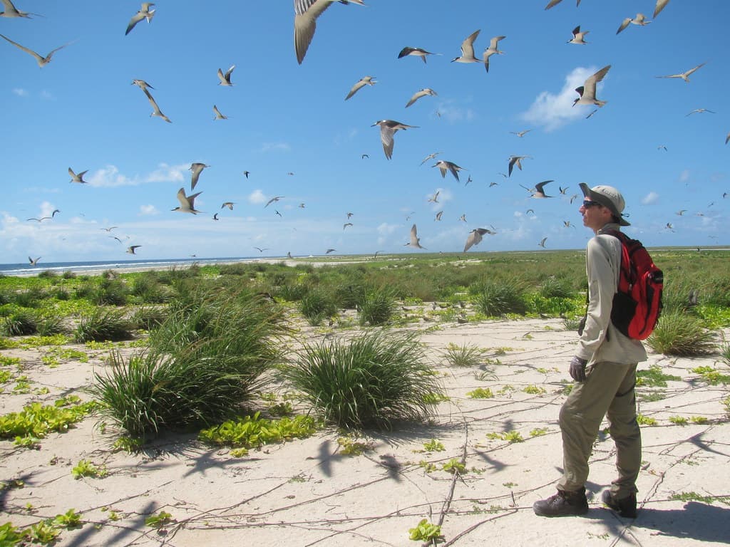 Laysan Island - Bird Sightings - Sep 2013