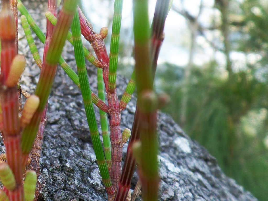 Australian She-Oak Branchlets