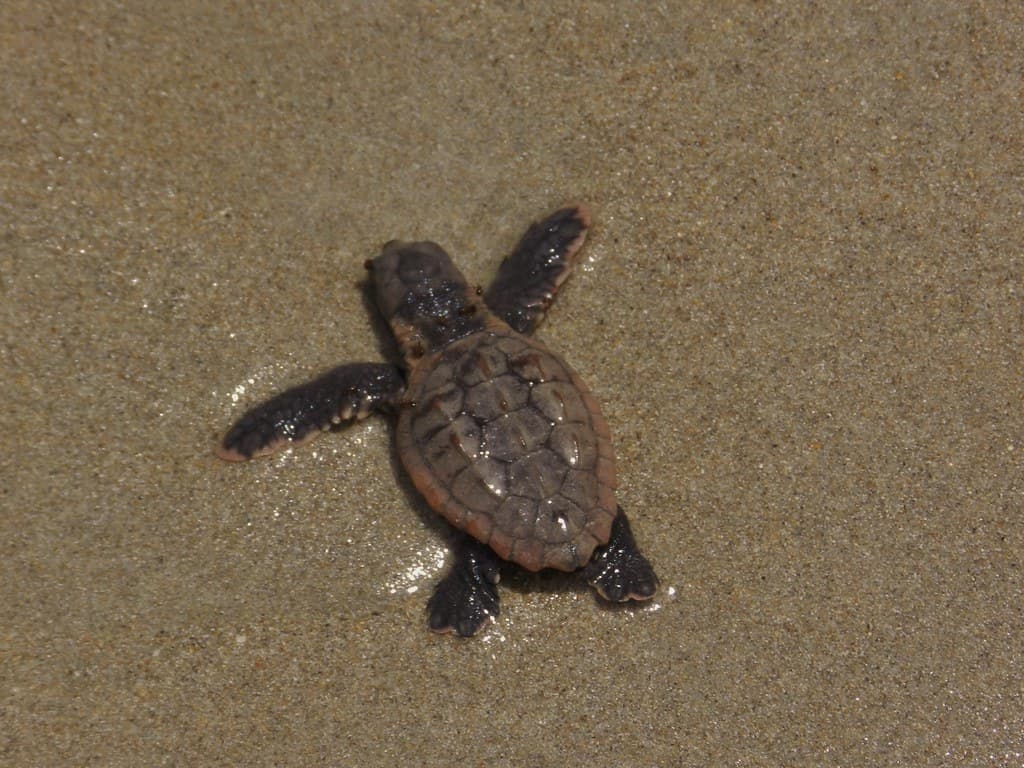 Sea Turtle