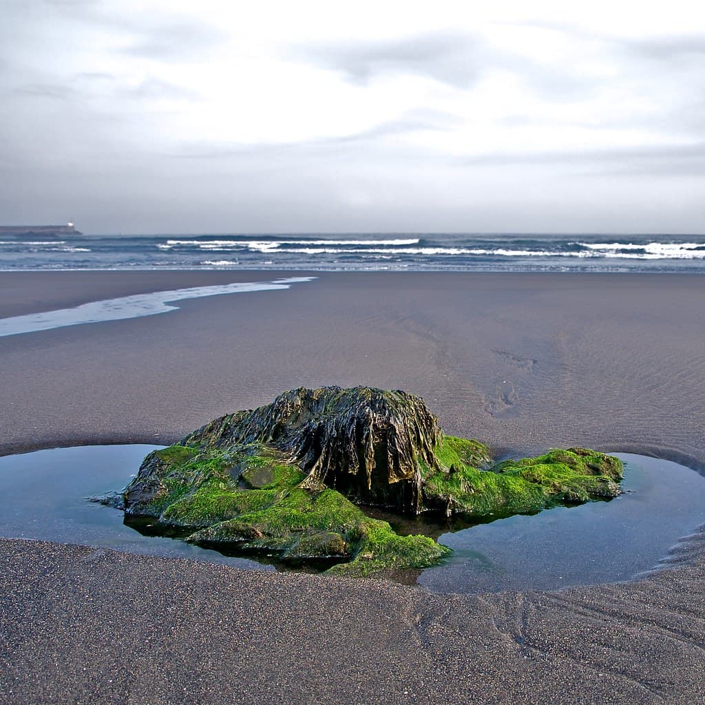 Piedra algas y horizonte :: Stone, algae and horizon :: 20140724 9785