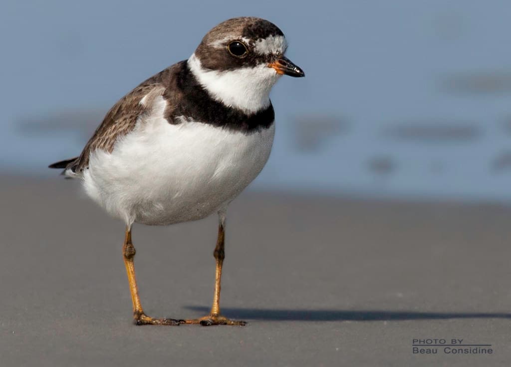Semipalmated Plover
