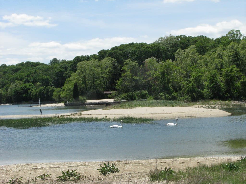 Sagamore Creek Shoreline