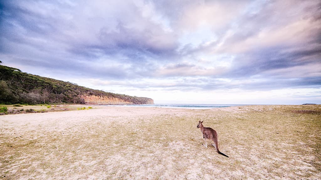 Eastern Grey Kangaroo, Murramarang NP