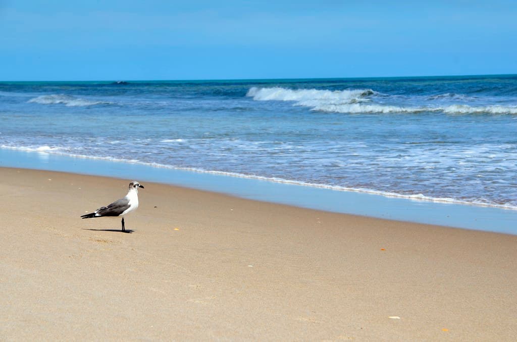 Canaveral National Seashore - Gull