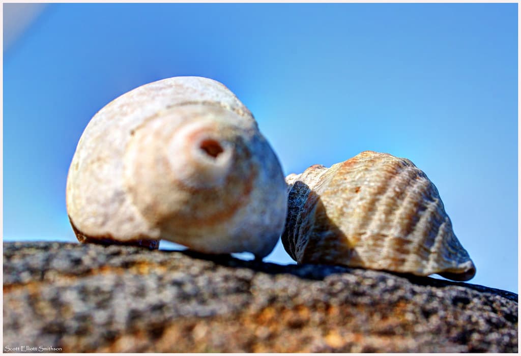 Shells