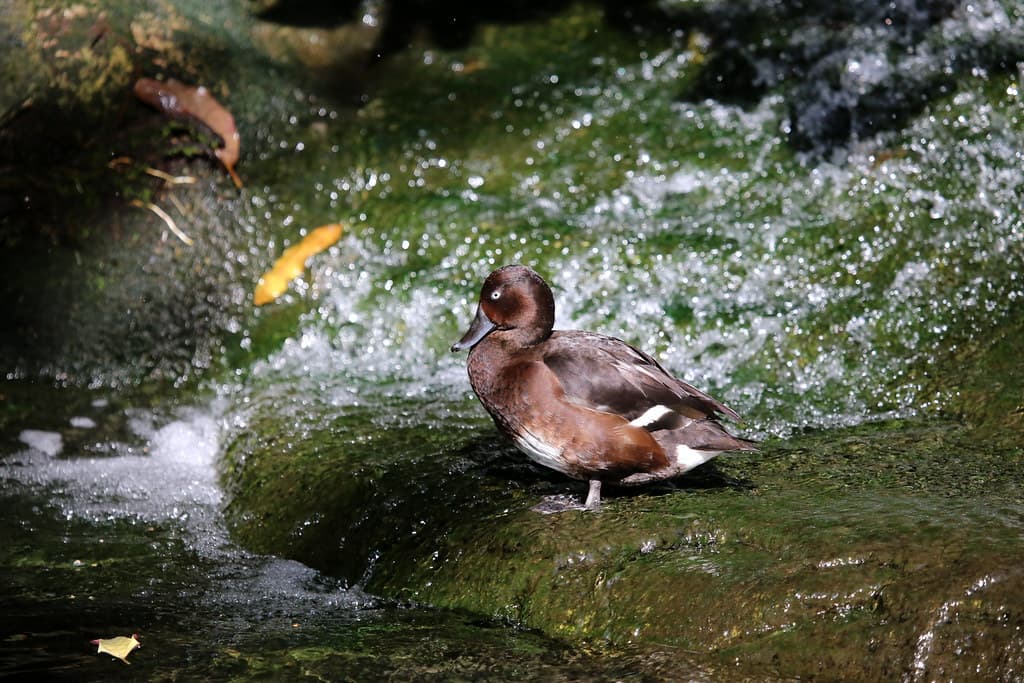 WHITE-EYED DUCK