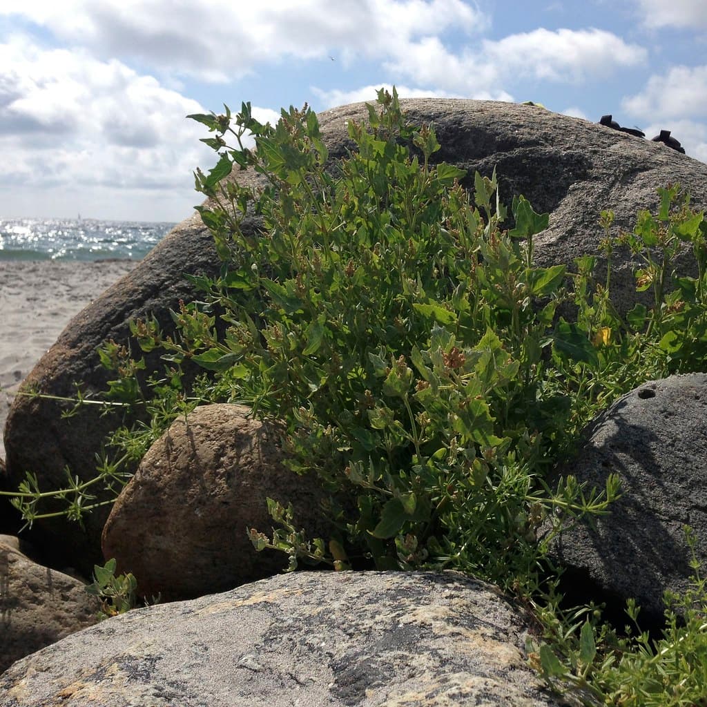 Merdø Beach — photo by Dag Endresen