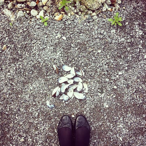 Sur la plage abandonnée, coquillages et crustacés ! #Rosendal #beach #fromwhereistand #norway #ilovenorway #all_shots #photowall #instacool #instamood #inkstagram #tribegram #iphonesia #iphoneonly #iphonography #igers #ig_world #igaddict #ig_europe #insta