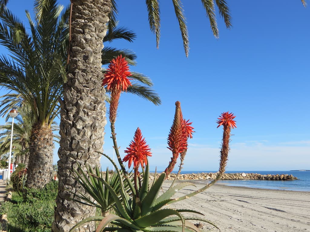 Playa del Carabassí