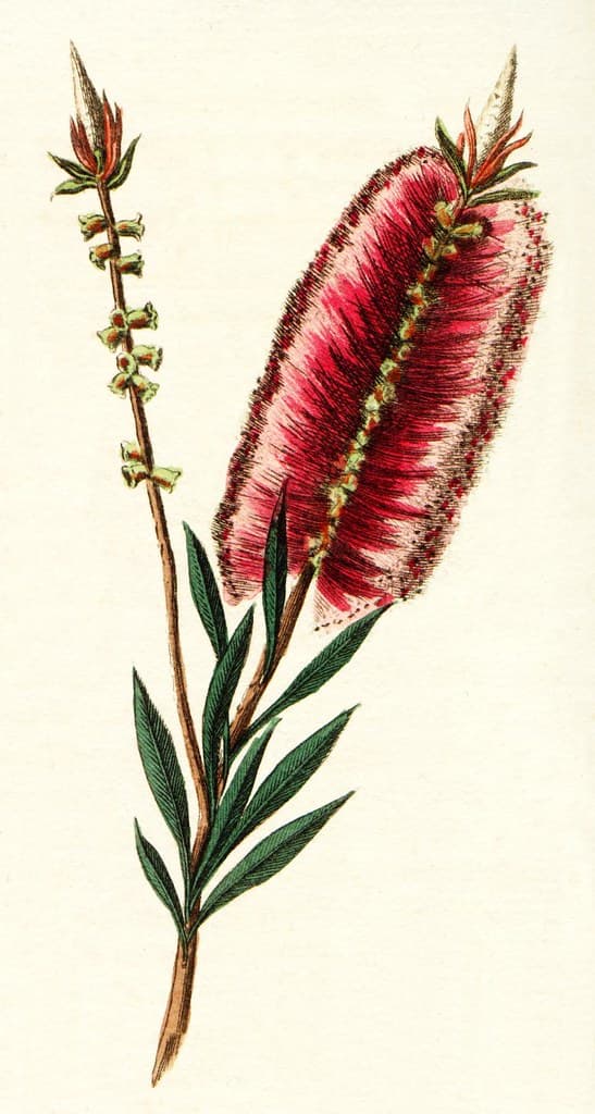 Metrosideros lanceolata