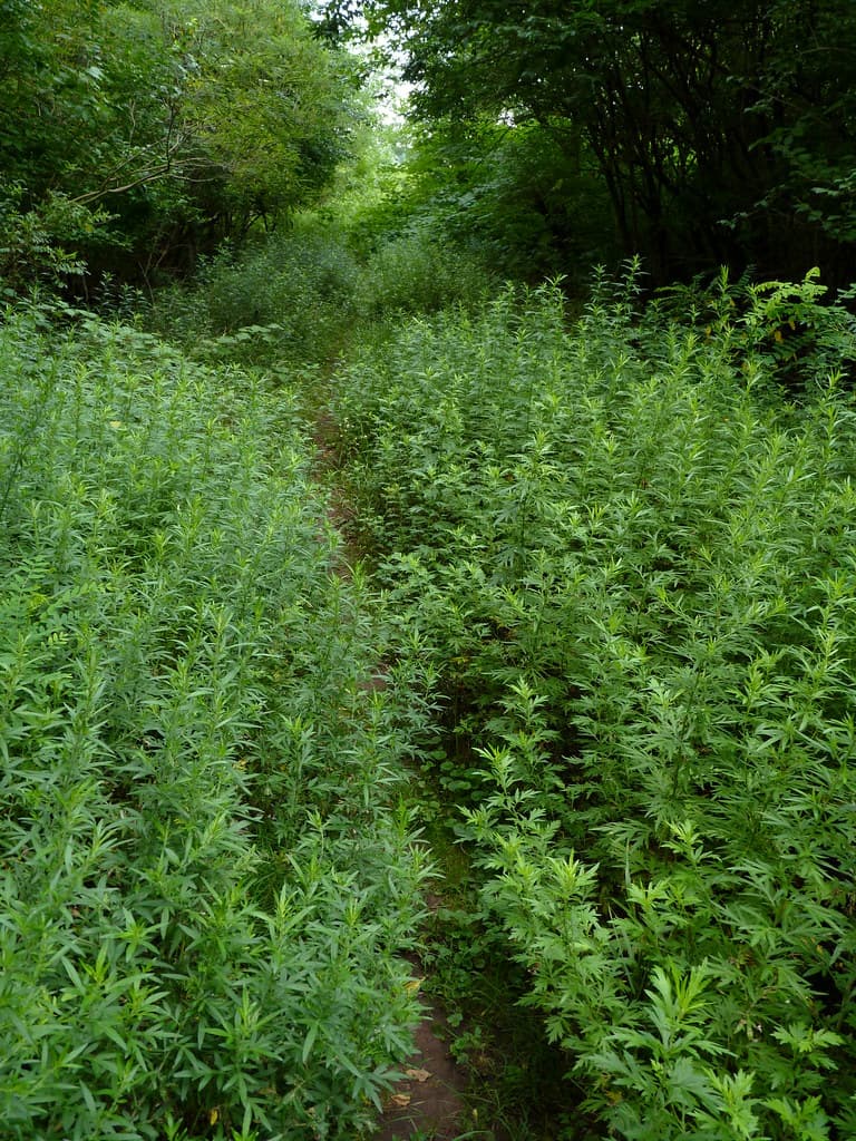 Trail through Mugwort
