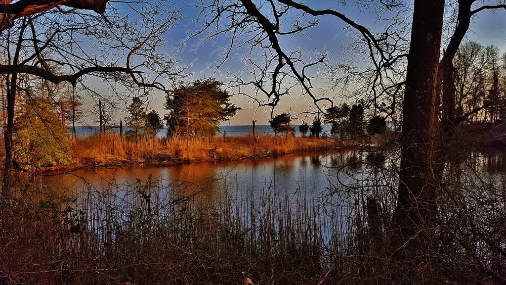 Chesapeake Bay & Pond Scenery