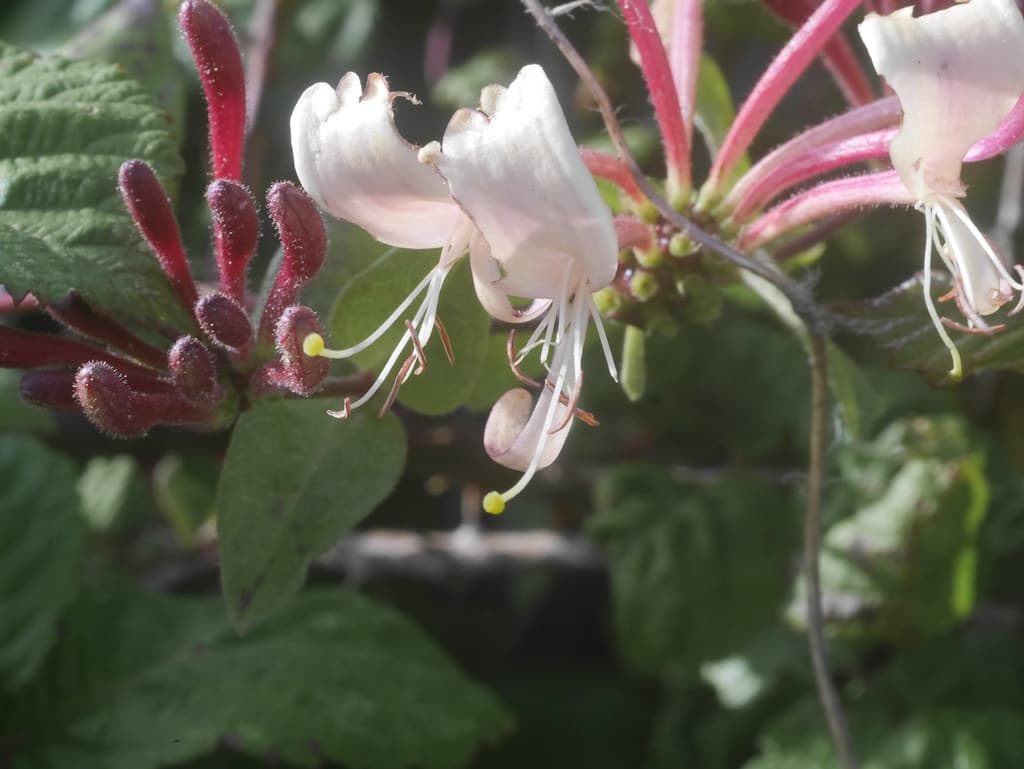 Lonicera periclymenum